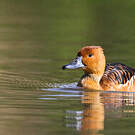 Dendrocygne fauve