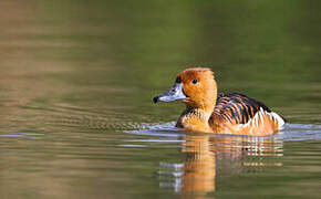 Dendrocygne fauve