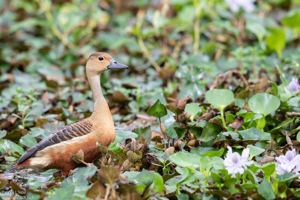 Dendrocygne siffleuradulte, identification