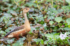 Dendrocygne siffleur