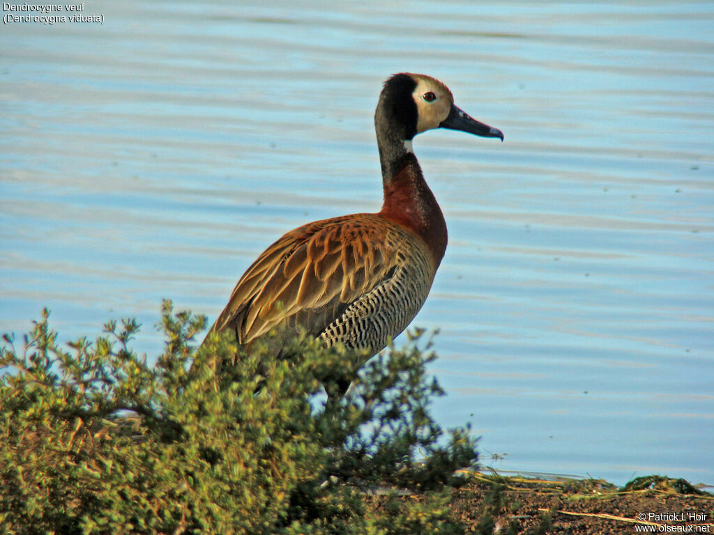 White-faced Whistling Duck