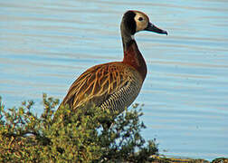 White-faced Whistling Duck