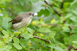 Thick-billed Flowerpecker