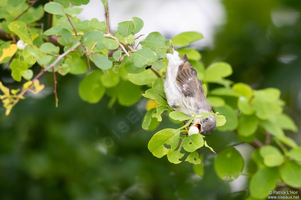 Thick-billed Flowerpecker