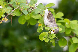 Thick-billed Flowerpecker