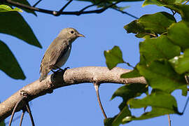 Pale-billed Flowerpecker