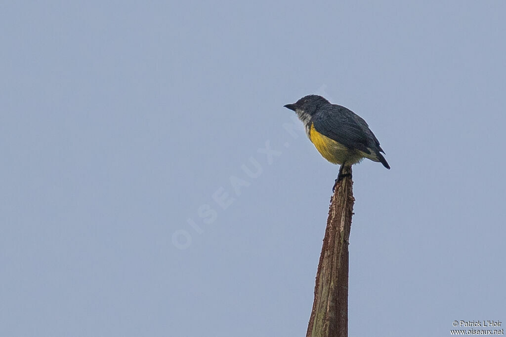 Legge's Flowerpecker