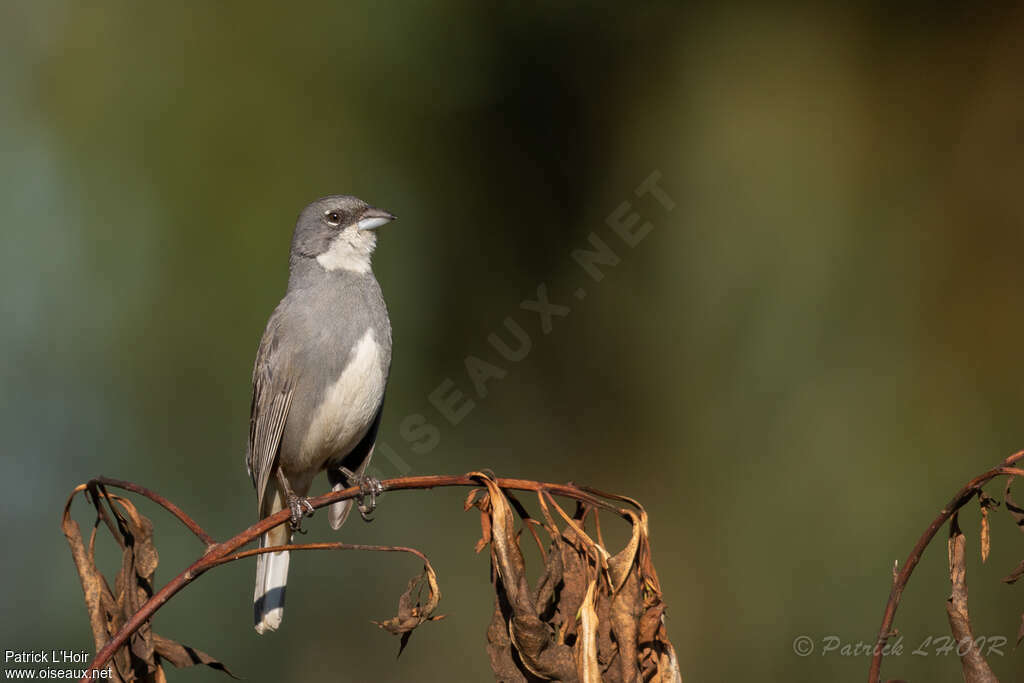 Diuca Finchadult, Behaviour