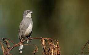 Common Diuca Finch