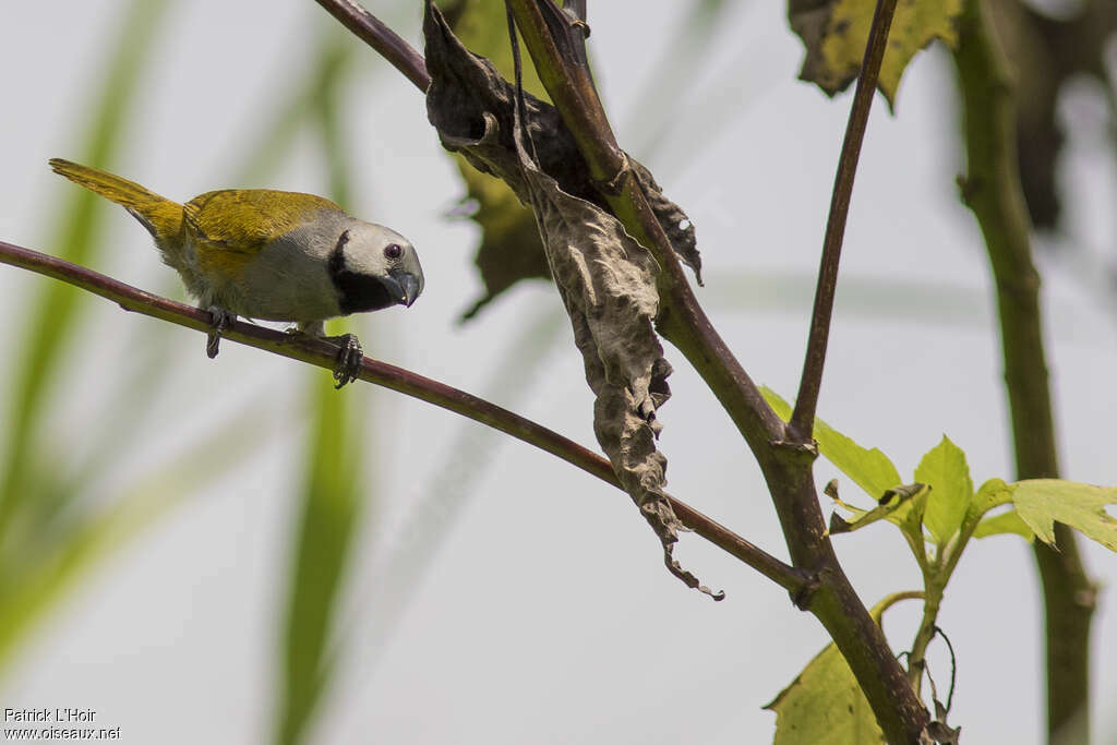 Grey-headed Oliveback