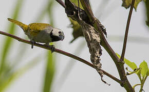 Grey-headed Oliveback