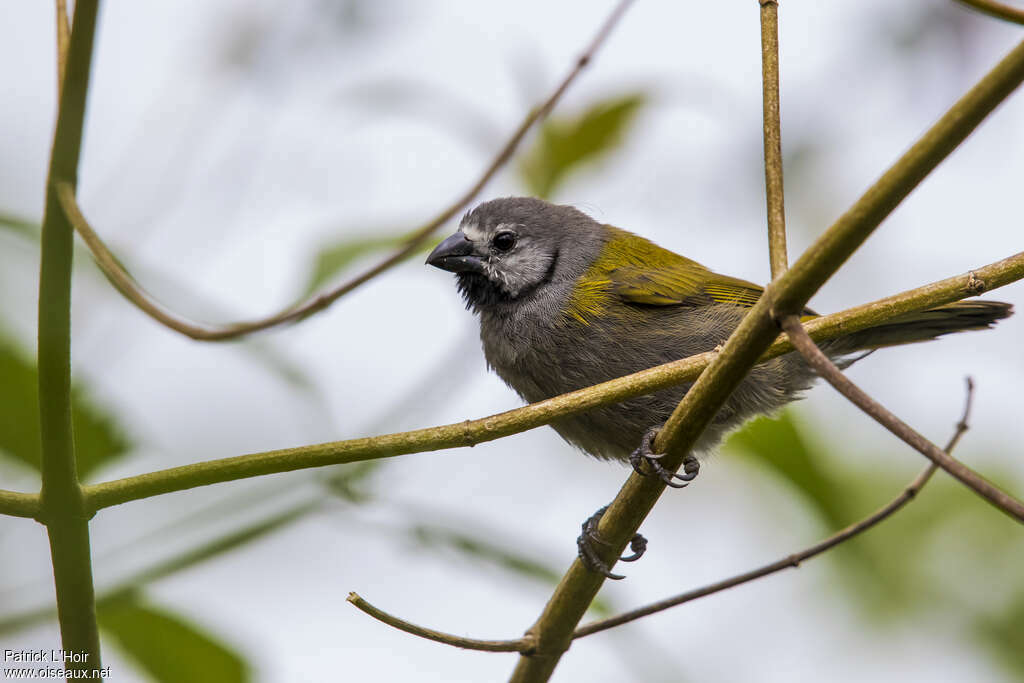 Grey-headed Olivebackadult, identification