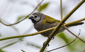 Grey-headed Oliveback