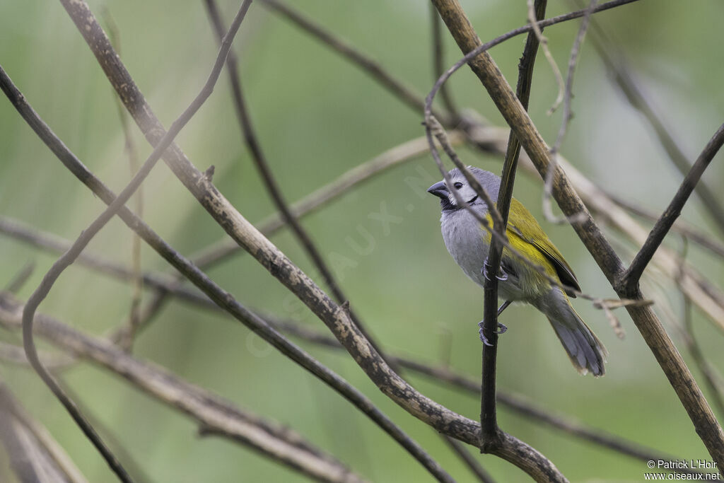 Grey-headed Oliveback