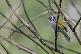 Grey-headed Oliveback