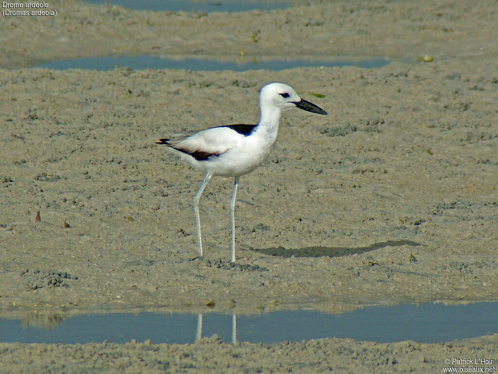 Crab-plover