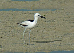 Crab-plover