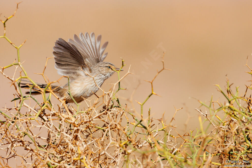 Streaked Scrub Warbler