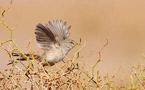 Streaked Scrub Warbler