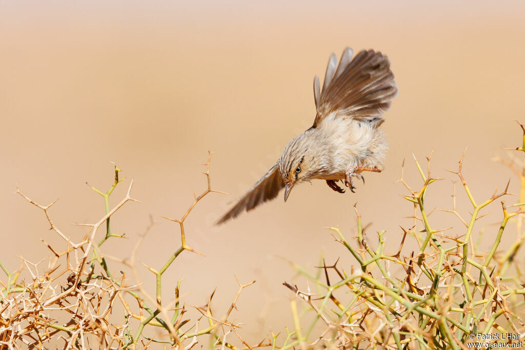 Streaked Scrub Warbler