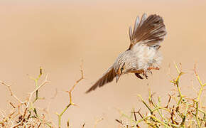 Streaked Scrub Warbler