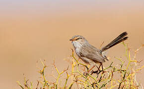 Streaked Scrub Warbler