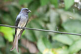 Drongo à ventre blanc