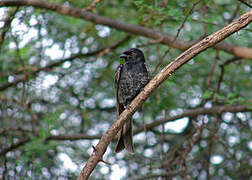 Fork-tailed Drongo