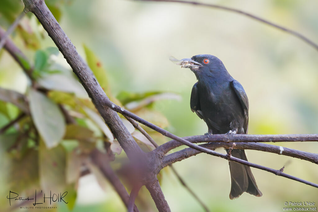 Fork-tailed Drongo