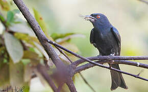 Fork-tailed Drongo