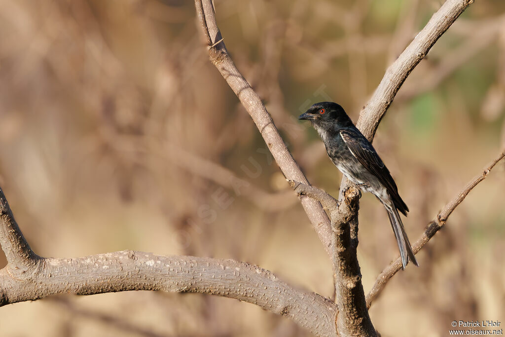 Fork-tailed Drongo