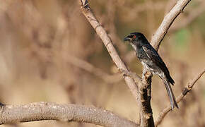 Fork-tailed Drongo