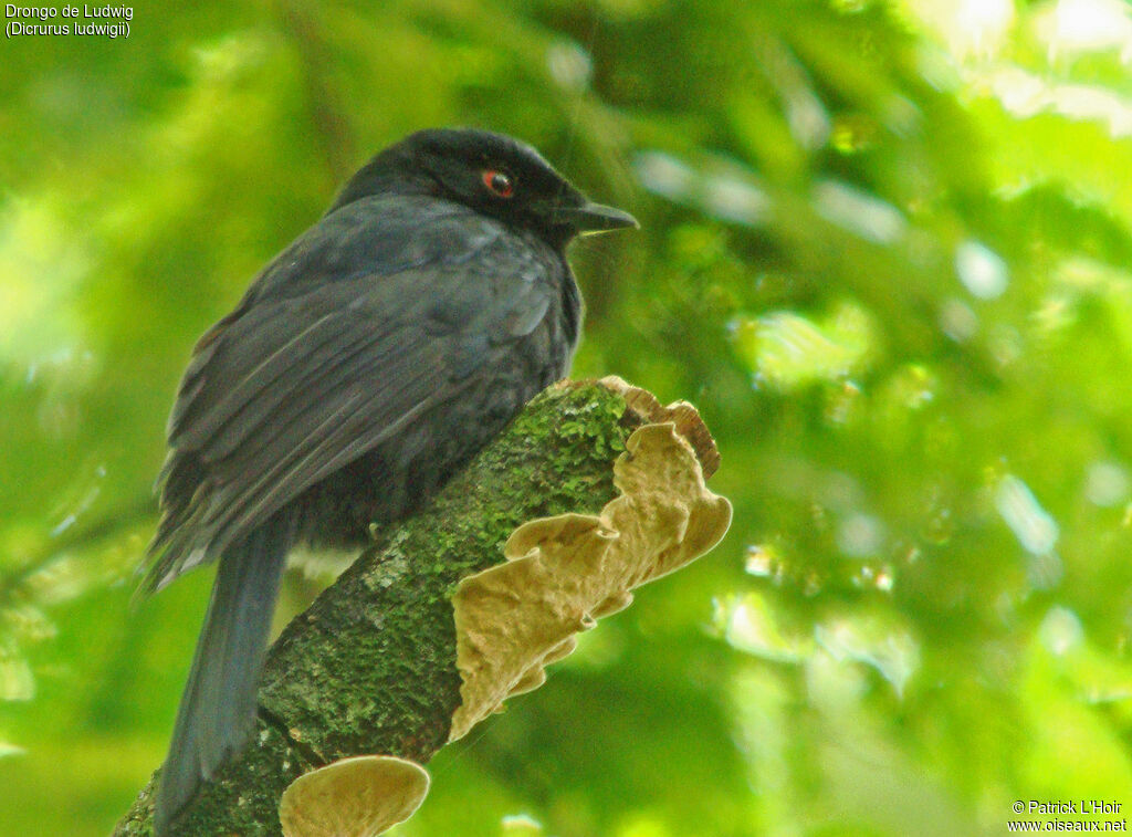 Square-tailed Drongo