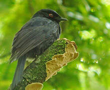 Square-tailed Drongo