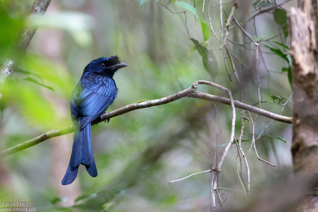 Drongo du Sri Lankaadulte, identification