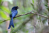 Drongo du Sri Lanka