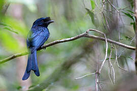 Sri Lanka Drongo