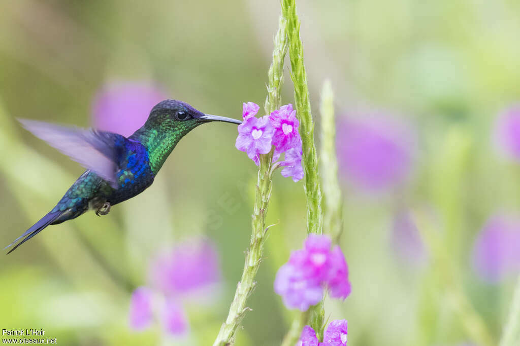 Crowned Woodnymph male adult, Flight, eats