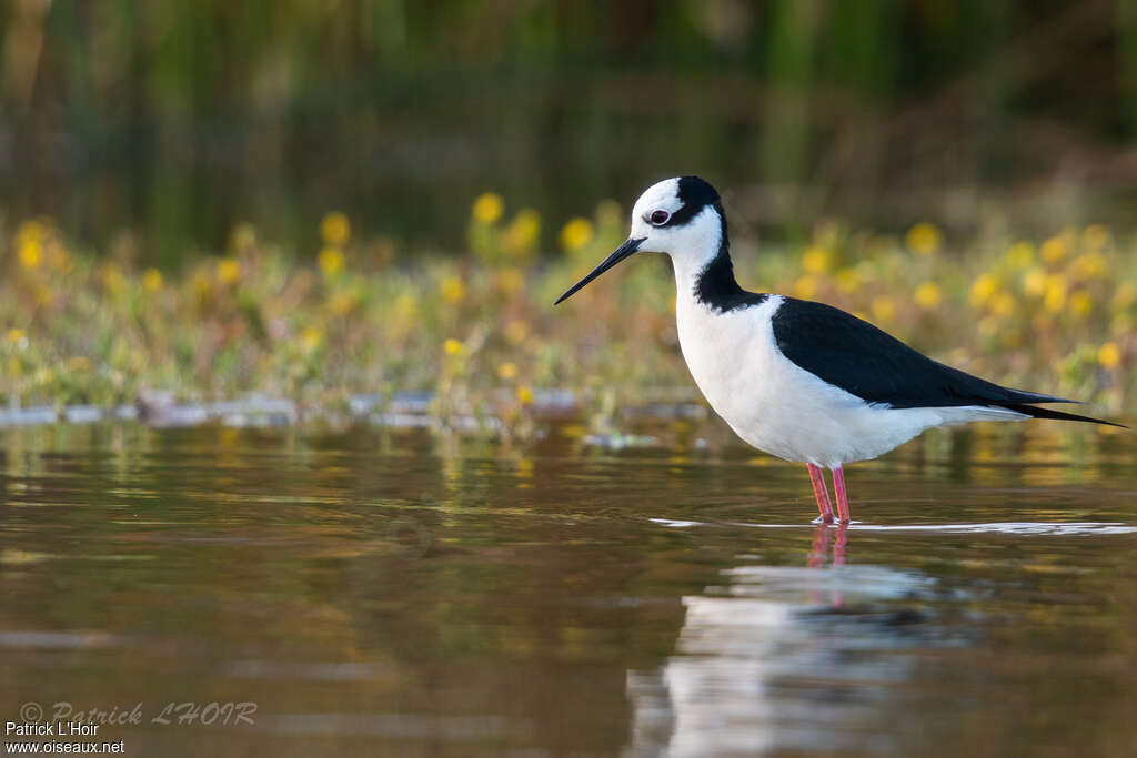 White-backed Stiltadult, identification