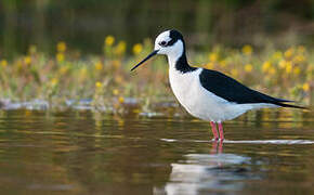 White-backed Stilt