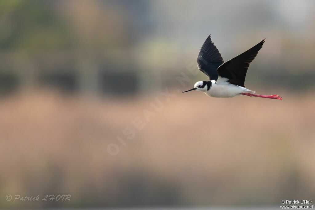 White-backed Stilt