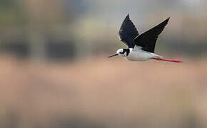 White-backed Stilt