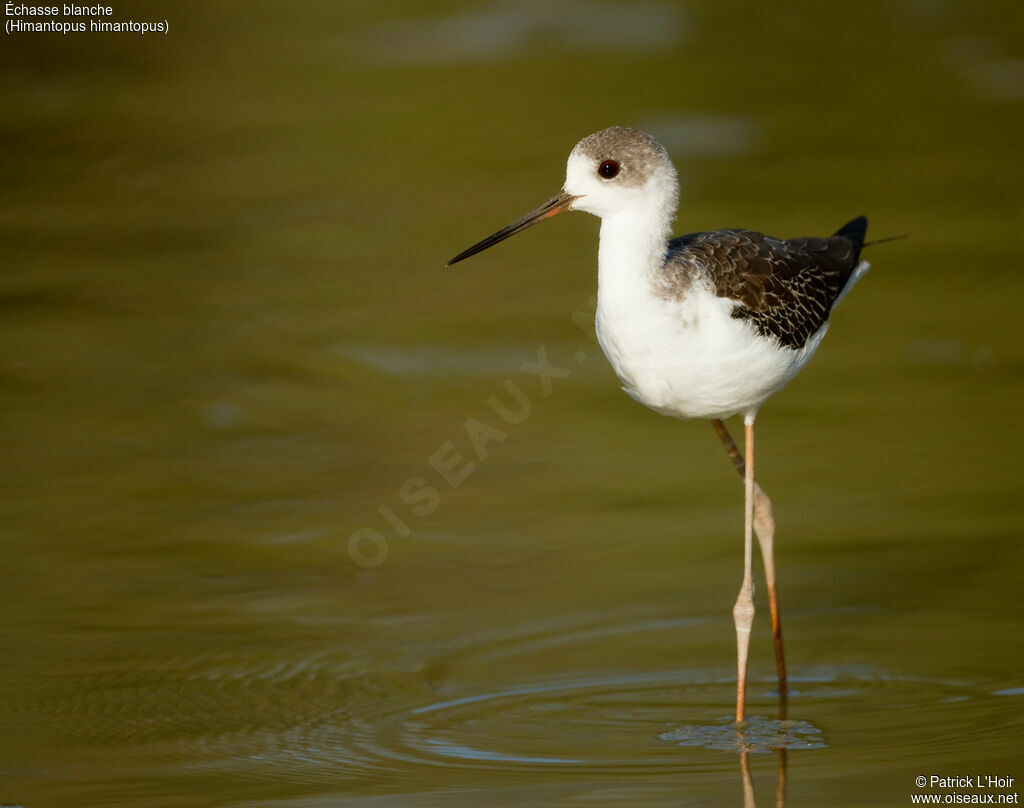 Black-winged Stiltadult