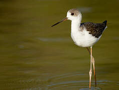 Black-winged Stilt