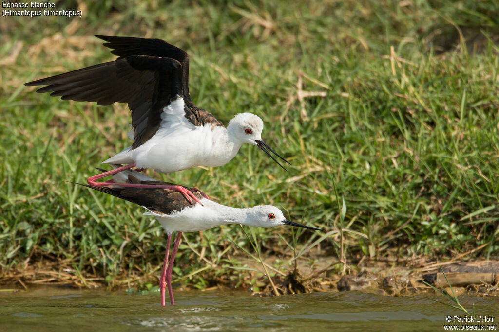 Black-winged Stilt adult breeding, Behaviour