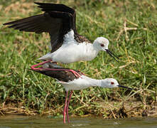 Black-winged Stilt