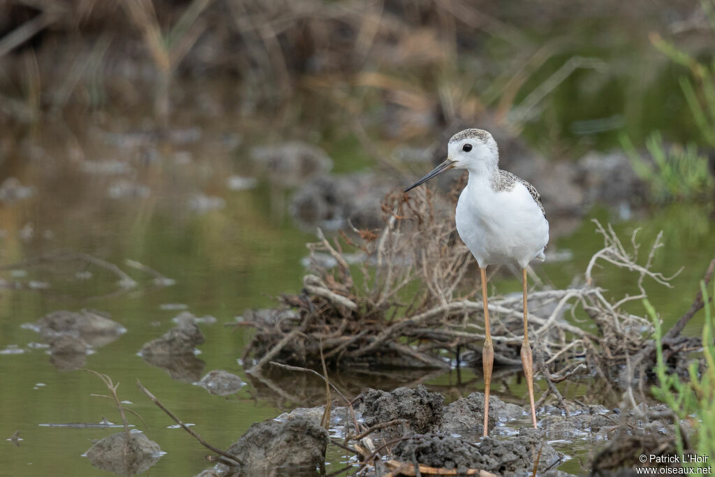 Échasse blanche