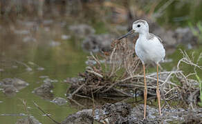 Black-winged Stilt