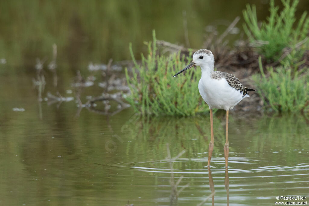 Black-winged Stiltjuvenile