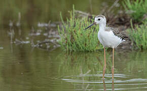 Black-winged Stilt